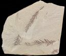 Metasequoia (Dawn Redwood) Fossil - Montana #41455-1